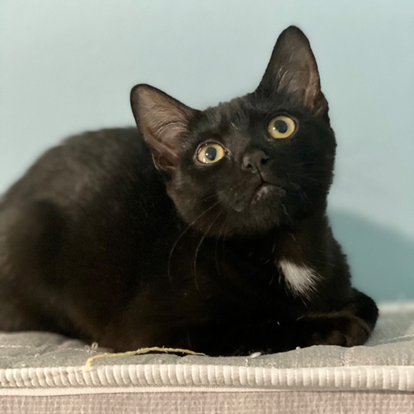 Meet your Posher, Ellie - Picture 6 of 6